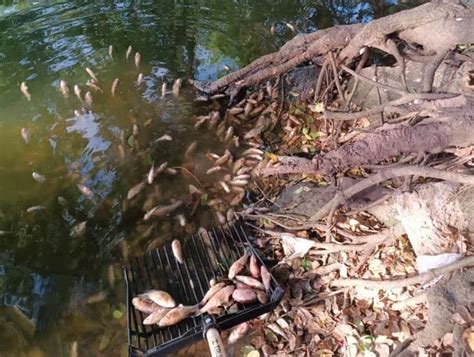 Aparecen Peces Muertos En Lagunas La Ilusi N Y Ensue O En Veracruz Video