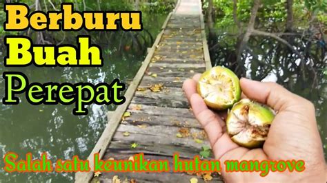 Berburu Buah Perepat Di Desa Wisata Kampung Terih Batam Sonneratia