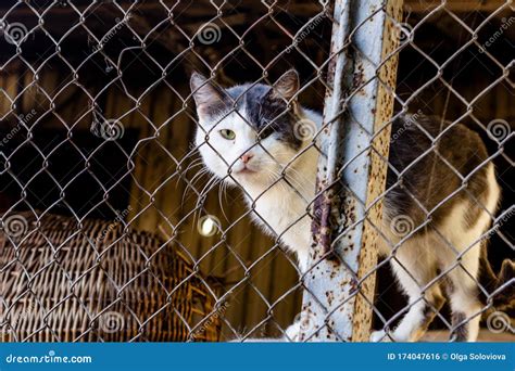 Homeless Cat in Shelter Cage. Concept of Animal Help Stock Photo - Image of feline, solitary ...