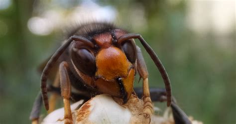 Competència Intraespecífica En Vespa Velutina Vespa Velutina