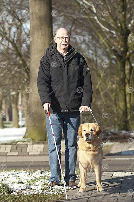 Guide Dog Is Helping A Blind Man Stock Photo Image Of Rescue