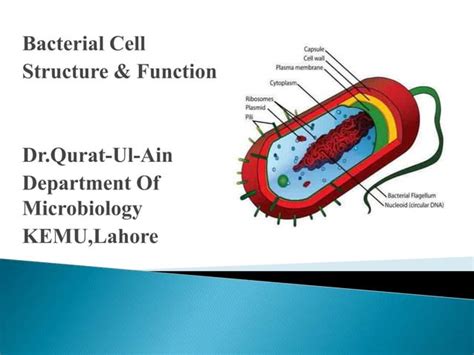 Bacterial Cell Structure Functionpptx