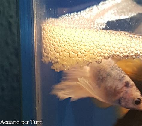 Arriba Foto Como Son Los Huevos De Los Peces Betta El Ltimo