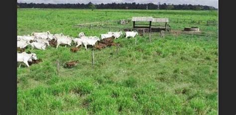 Fazenda Alqueires Regi O De Paragominas Pa Pronta E Documentada R