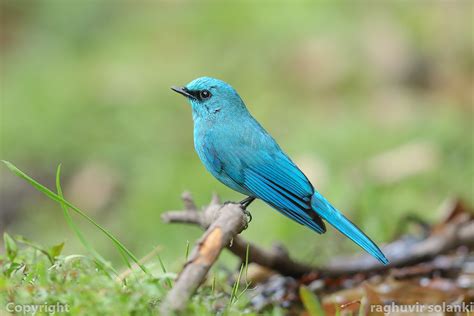Verditer Flycatcher Eumyias Thalassinus Photo Call And Song