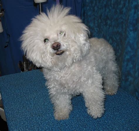 BBird's GroomBlog: GROOMING THE BICHON - SHORTER, PLEASE!