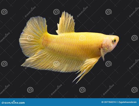 Betta Super Gold Halfmoon Plakat HMPK Male Or Plakat Fighting Fish