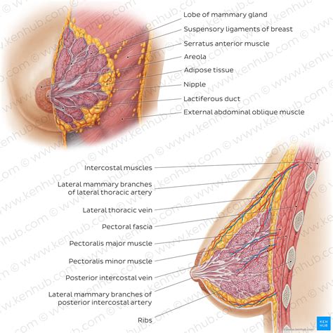 A Structure Of The Normal Female Breast Cross Section Scheme Of Are