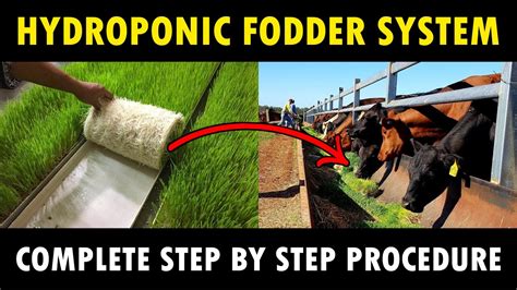 Hydroponic Fodder System Hydroponic Green Fodder Farming Youtube