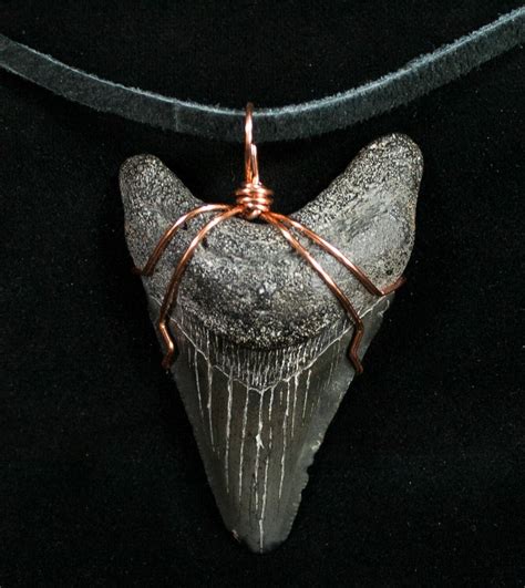 Black Megalodon Tooth Necklace For Sale Fossilera