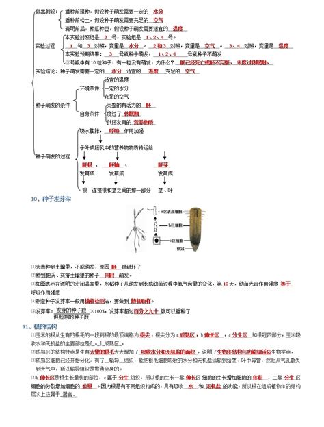 专题03 生物圈中的绿色植物 2022年中考生物必背知识清单含答案学案 教习网学案下载