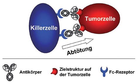 Granulozyten Gegen Krebs 2008 Wiley Analytical Science