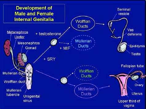 Female Internal Uterus Model Medical Anatomical Uterus Ovary Vagina