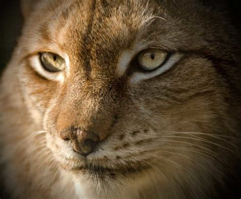 Eurasian Lynx Facts, Pictures, Video & In-Depth Information