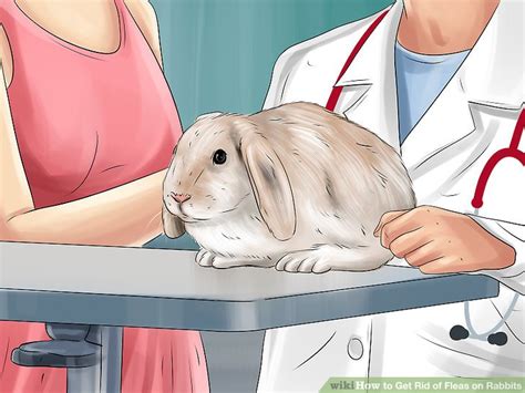 How To Get Rid Of Fleas On Rabbits 9 Steps With Pictures