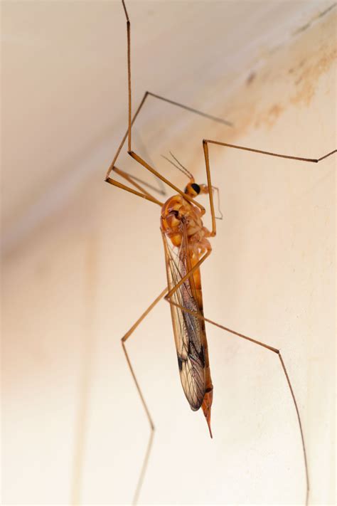 Tiger Crane Fly Nephrotoma Alterna Bugguide Net