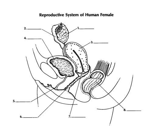 A Diagram Of The Female Reproductive System The Best Free Re