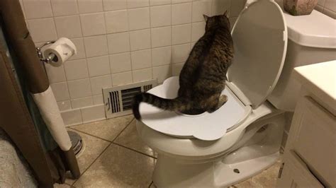 Toilet Trained Cat Using The Purrfect Potty Awesome So Easy Cat