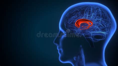 医学概念3d脑尾核解剖学 库存例证 插画 包括有 花梗 语科库 优越 中坚力量 大脑 给赋予生命的 219858343