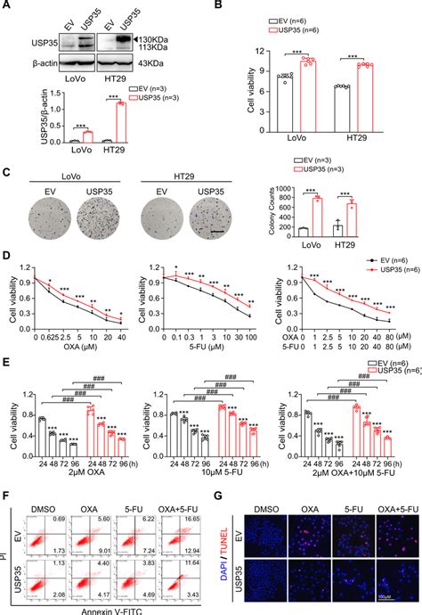 Usp35 Promotes Crc Cell Proliferation And Chemo Resistance A