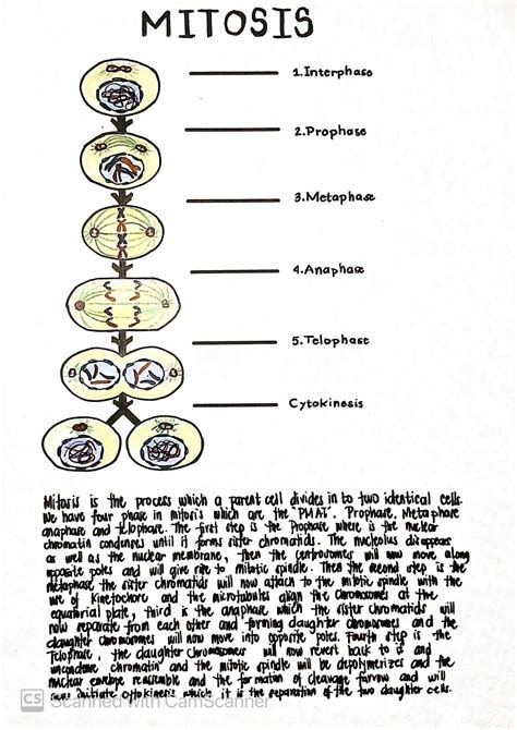 SOLUTION Mitosis And Meiosis Studypool