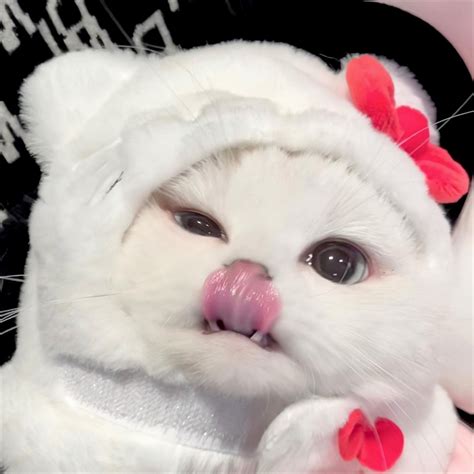 Close Up of Cat with Hearts on Ears and Nose in Costume