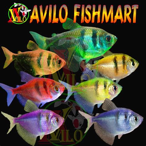 Jual Ikan Hias Aquascape Tetra Fish Warna Tiger Rainbow Shopee Indonesia