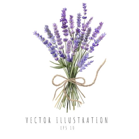 Aquarela de bouquet de lavanda isolada em fundo branco Ilustração