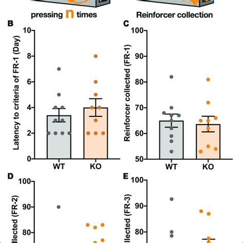 C Fos Mapping Of 20 Brain Regions Following The Progressive Ratio