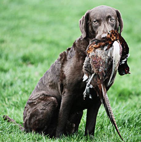 Chesapeake Bay Retriever - Ultimate Upland Bird Dogs, pheasant hunting