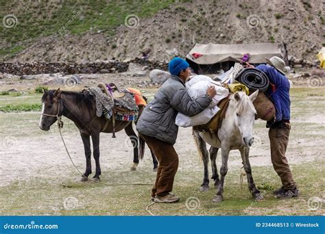 Pack Mule Grazing In Taullipampa Camp And Remains Of An Avalanche In