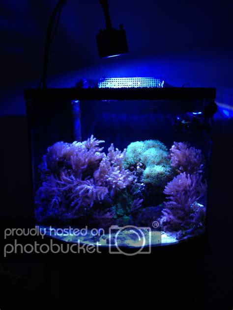 26 Gallon Bowfront Nano Reef Journals Nano Reef Community