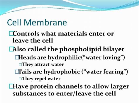 Cell Transport Cell Membrane Controls What Materials Enter