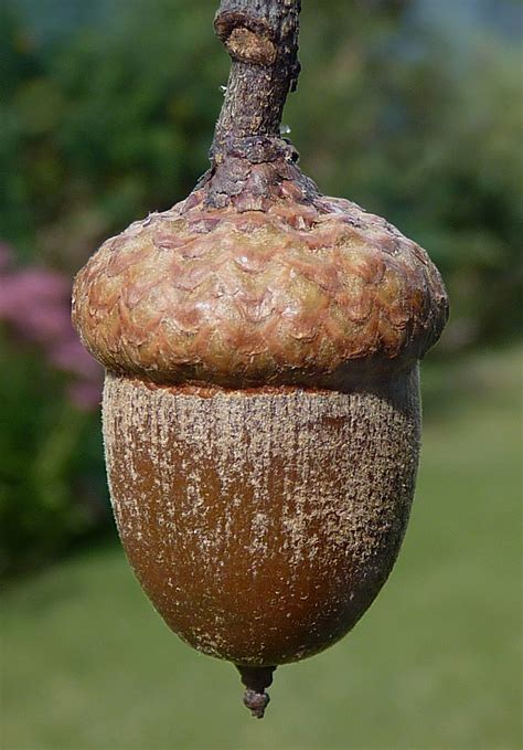 bat conservation trust   acorns mighty oaks  grow