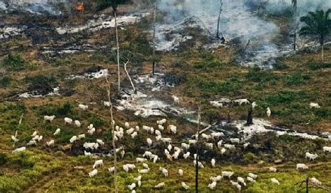 Desmatamento Da Amaz Nia Volta A Bater Recorde Hist Rico Em Fevereiro