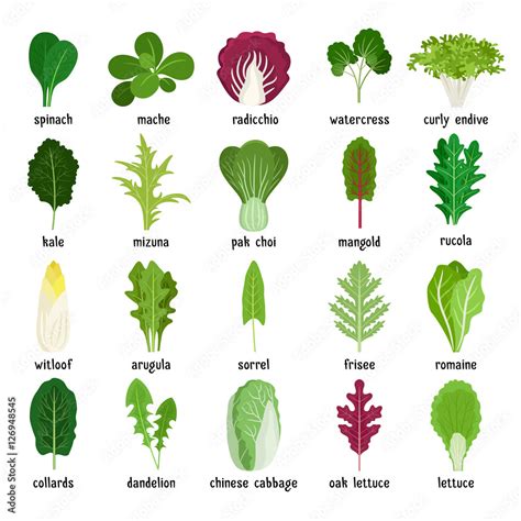 Green Salad Leaves Vector Vegetarian Healthy Food Leaf Set Isolated On