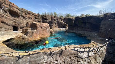 Apr 2022 Oceans Grey Sealcalifornia Sea Lion Exhibit Zoochat