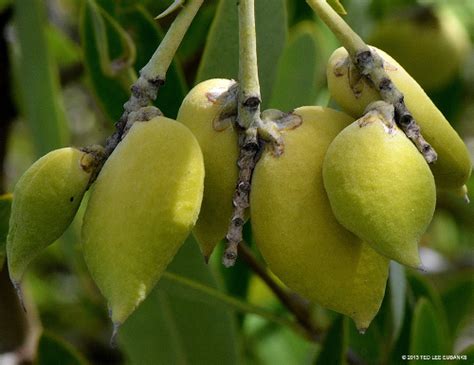 Schwarze Mangrove