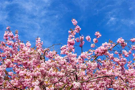 Beautiful Japanese cherry tree blossom against blue sky Stock Photo | Adobe Stock