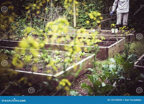 Gardening and Planting at Start of Season. Stock Image - Image of fresh, green: 123150955