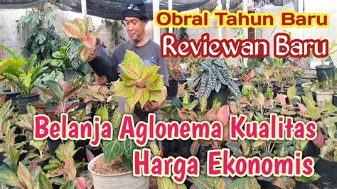 Obral Aglonema Edisi Tahun Baru Harga Ekonomis YouTube