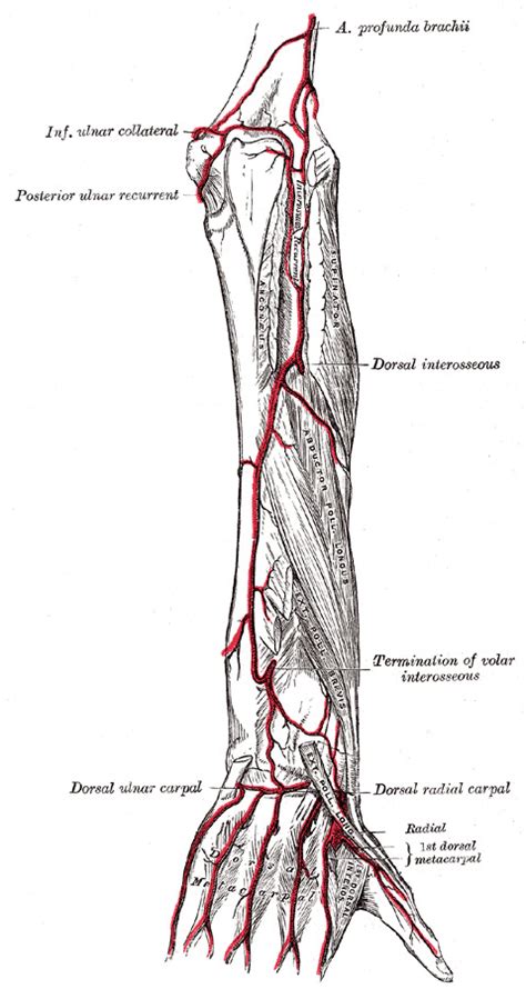 Anatomy Shoulder And Upper Limb Forearm Arteries Statpearls Ncbi Bookshelf