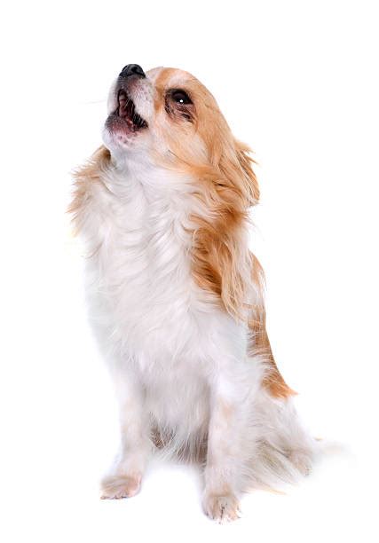 Chihuahua Barking Stock Photos Pictures And Royalty Free Images Istock