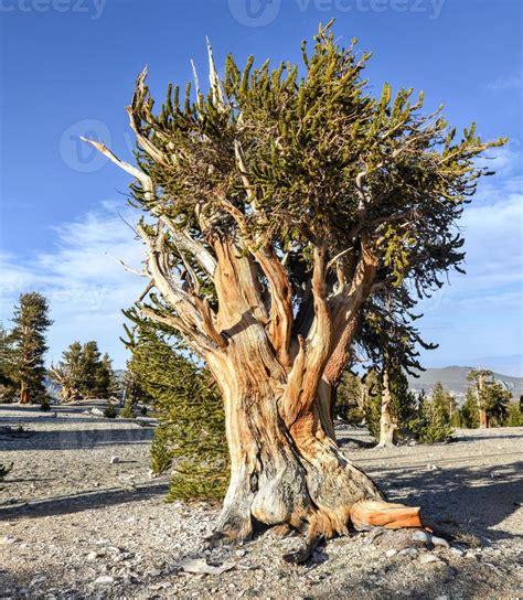 Ancient Bristlecone Pine Forest 16110758 Stock Photo at Vecteezy