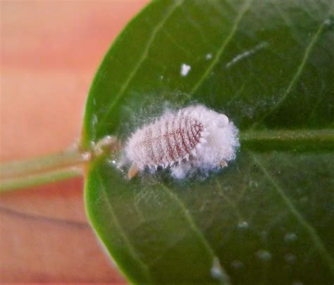 How To Treat A Mealybug Infestation Naturally Xylem Rising