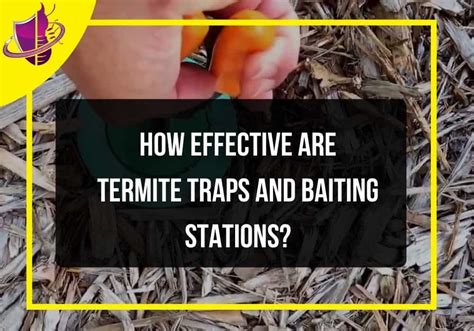 How Effective Are Termite Traps and Baiting Stations? - Zip Pest Solutions