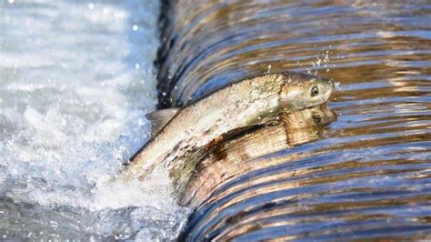 Hidup Laut Nyatanya Salmon Lahir Di Perairan Tawar Berikut