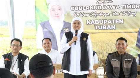 Gubernur Khofifah Panen Padi Inpari Hdb Di Tuban