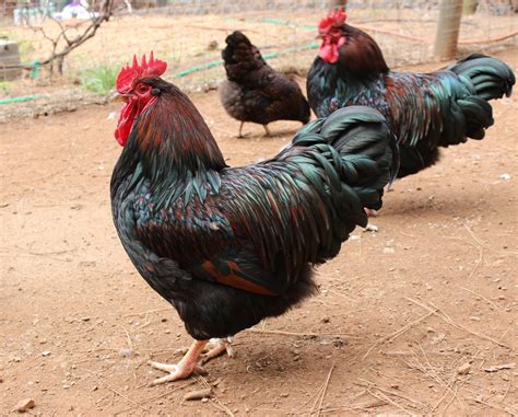 Chicken Breed Focus - Barnevelder