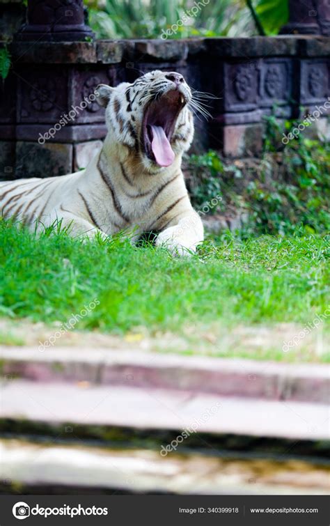 White Royal Bengal Tiger Roaring